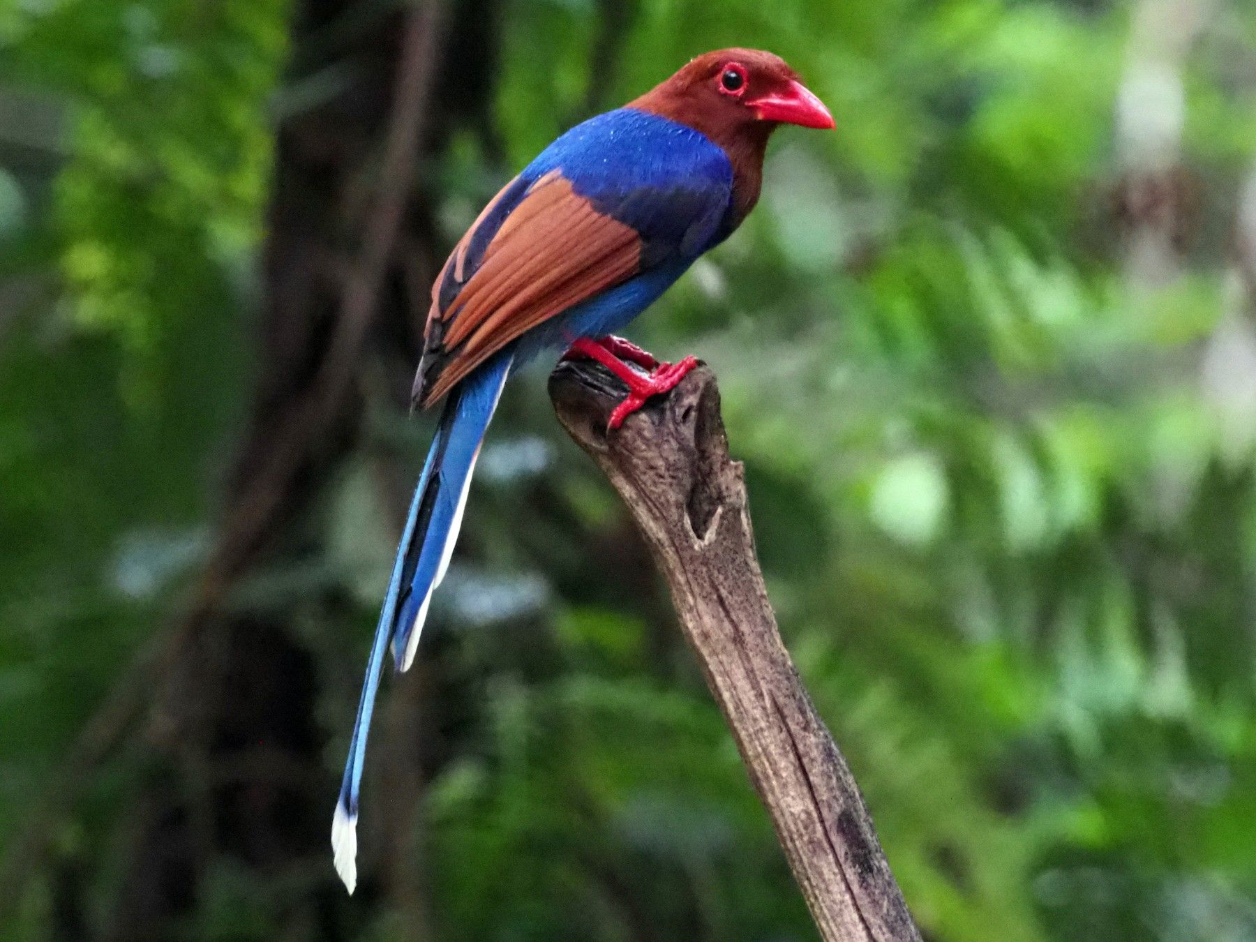 Sinharaja Rain Forest – Is Sinharaja worth visiting?